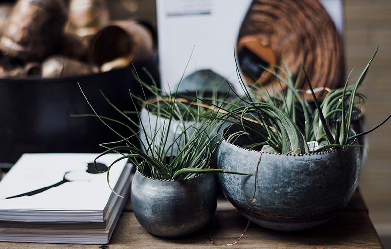 Two small metallic bowls are filled with grass-like green plants, displayed on a wooden surface. A stack of books lies to the left, and other blurred objects form the background.